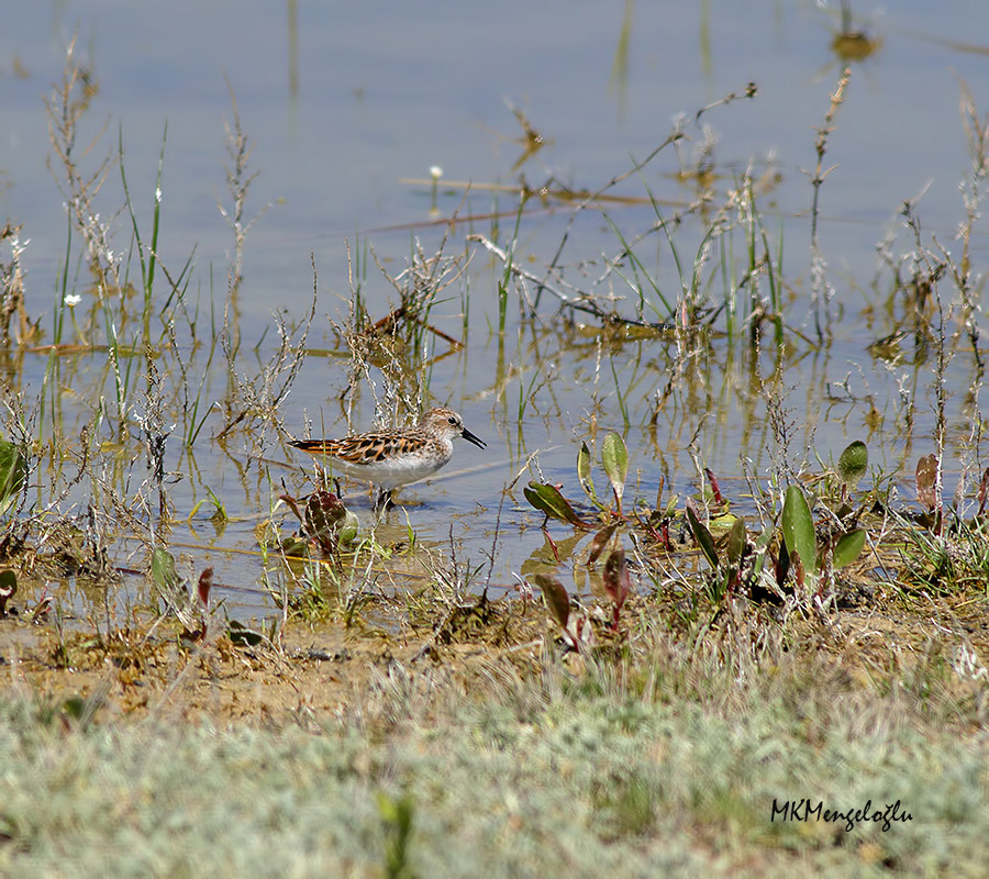 Little Stint