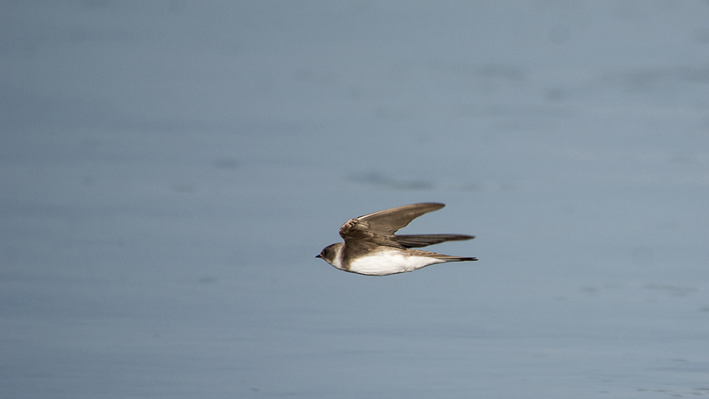 Sand Martin
