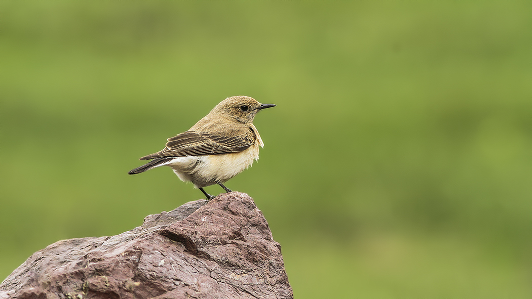 Pied Wheatear