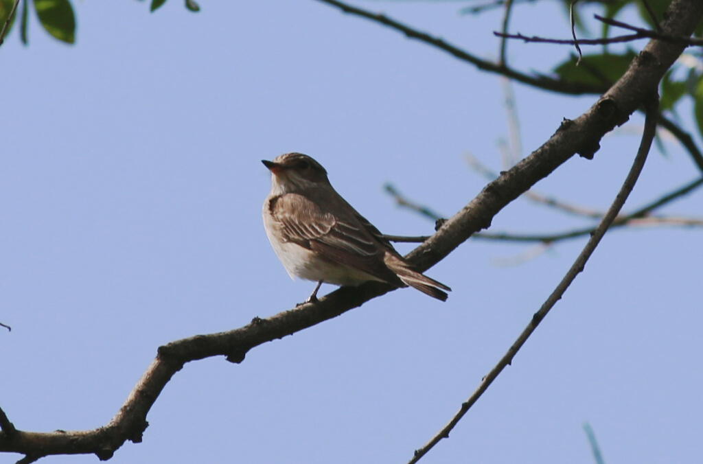 Spotted Flycatcher