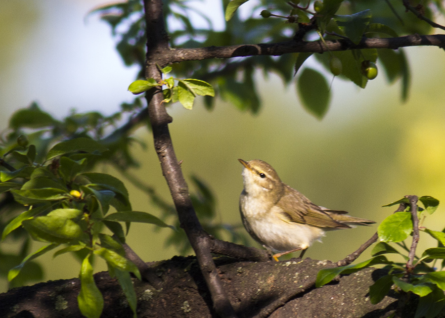Willow Warbler