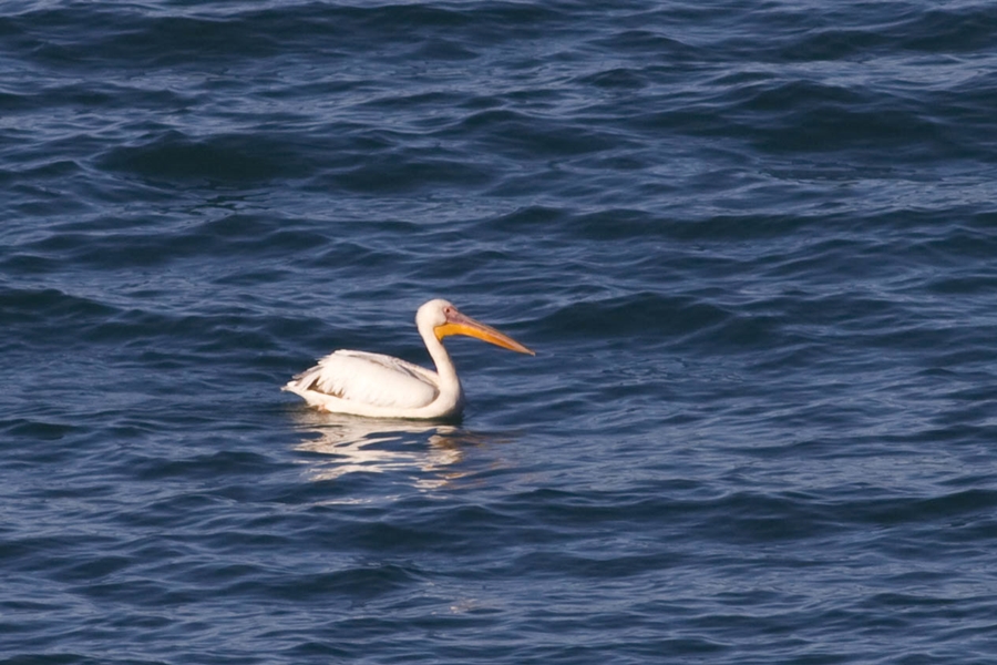 Great White Pelican