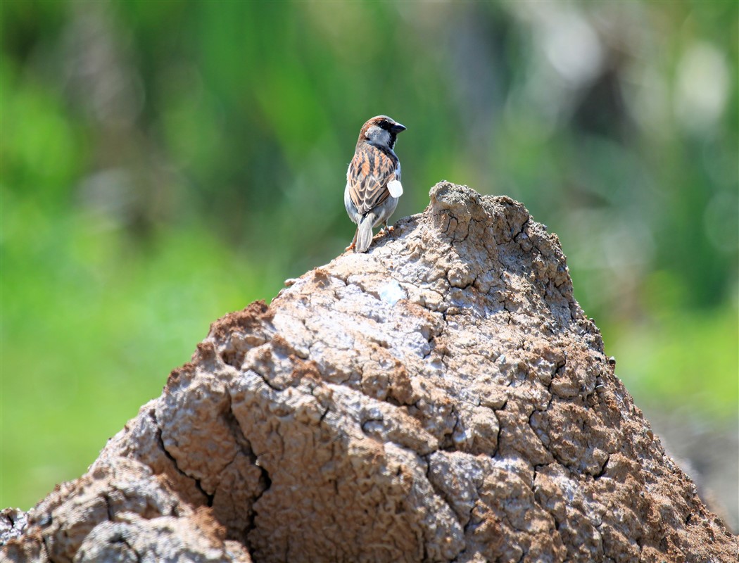 House Sparrow