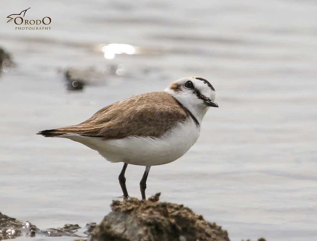 Kentish Plover