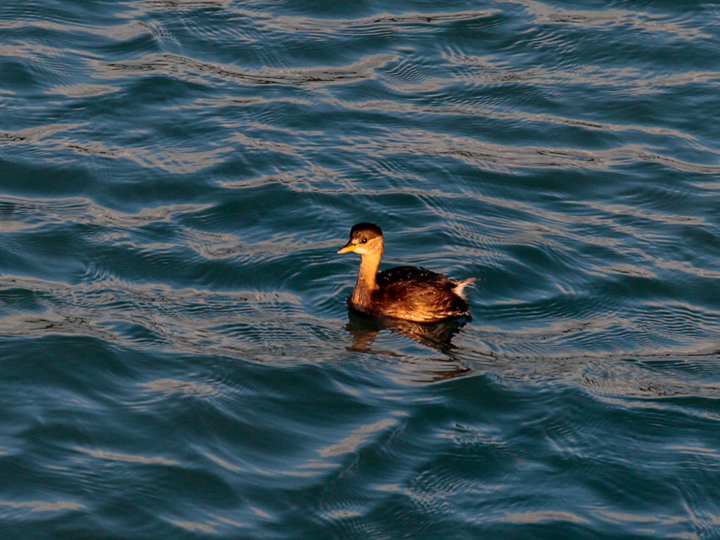 Little Grebe