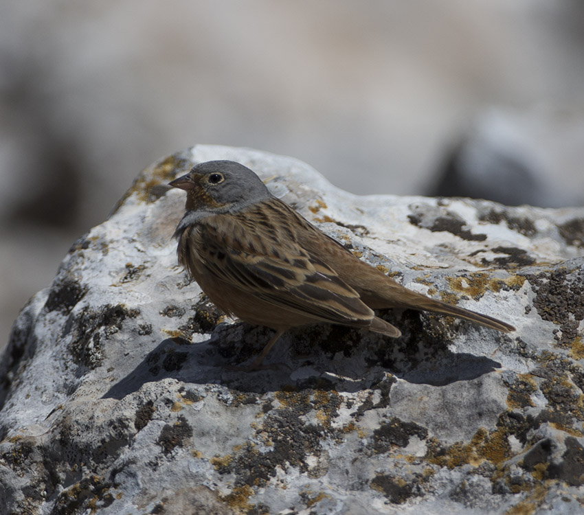Cretzschmar`s Bunting