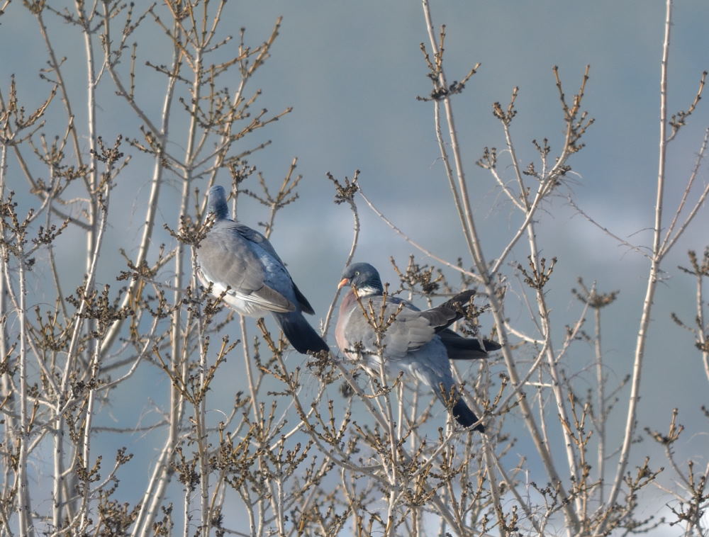 Common Wood Pigeon