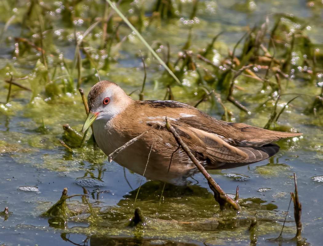 Little Crake