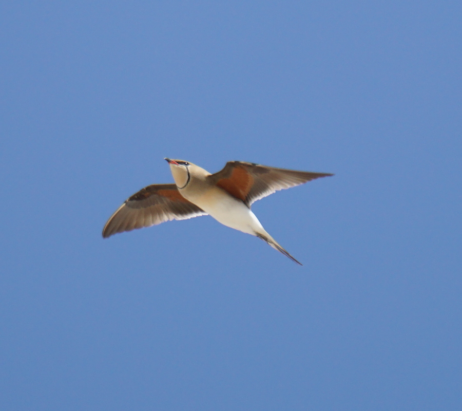 Collared Pratincole