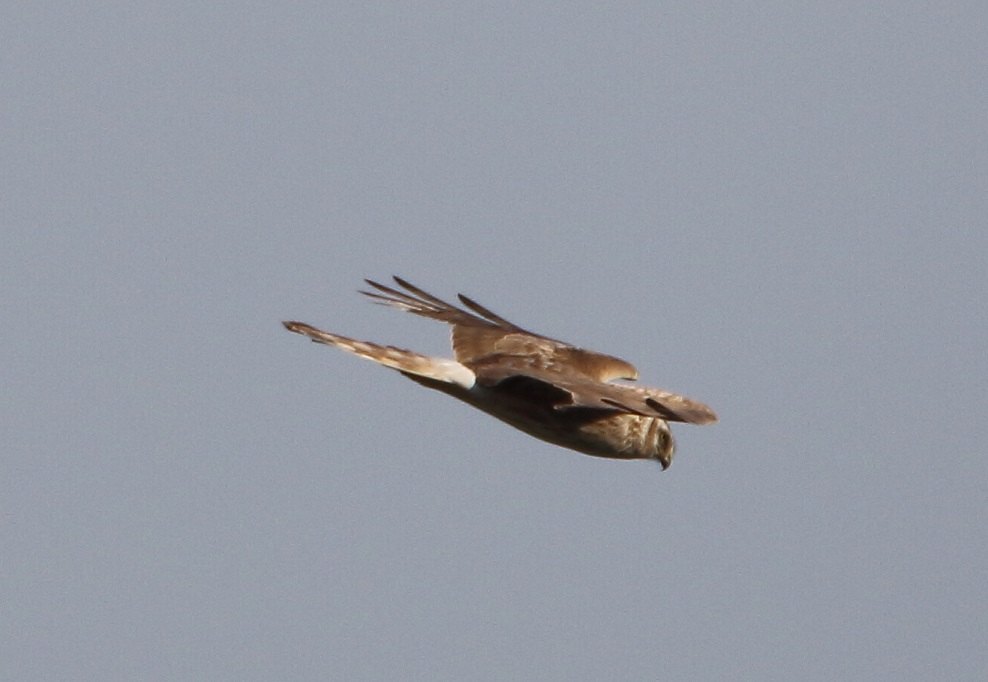 Hen Harrier