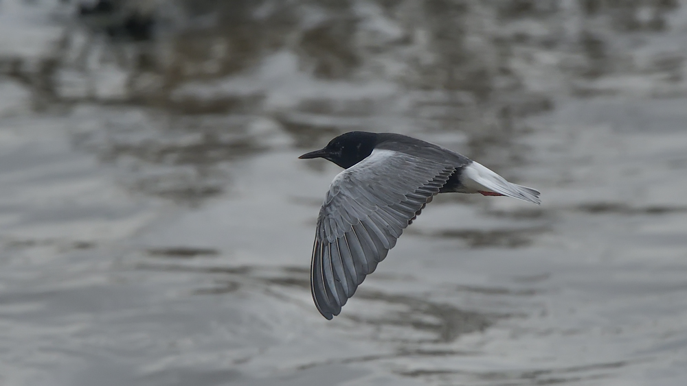 Black Tern