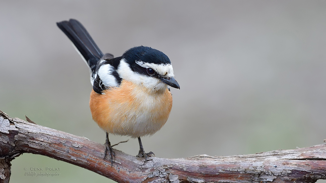 Masked Shrike