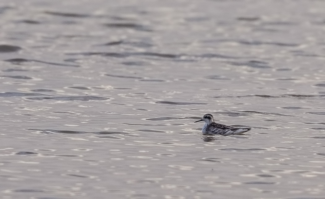 Red-necked Phalarope