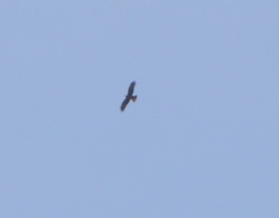 Black Kite