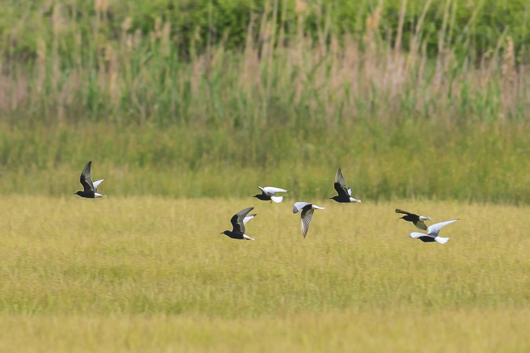 White-winged Tern