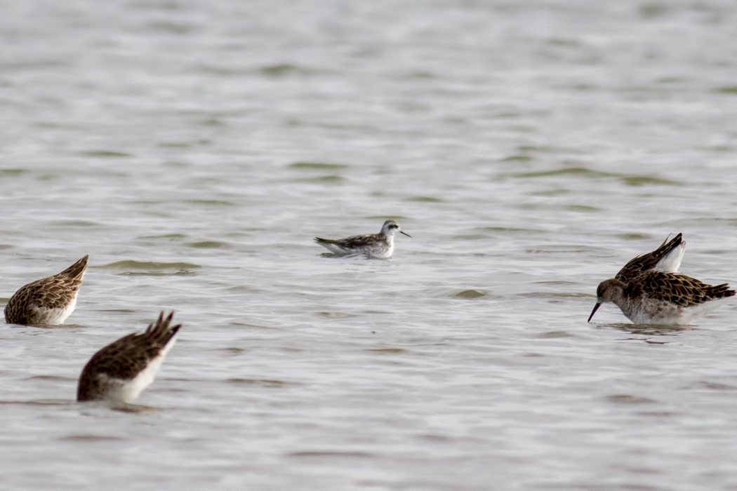 Red-necked Phalarope