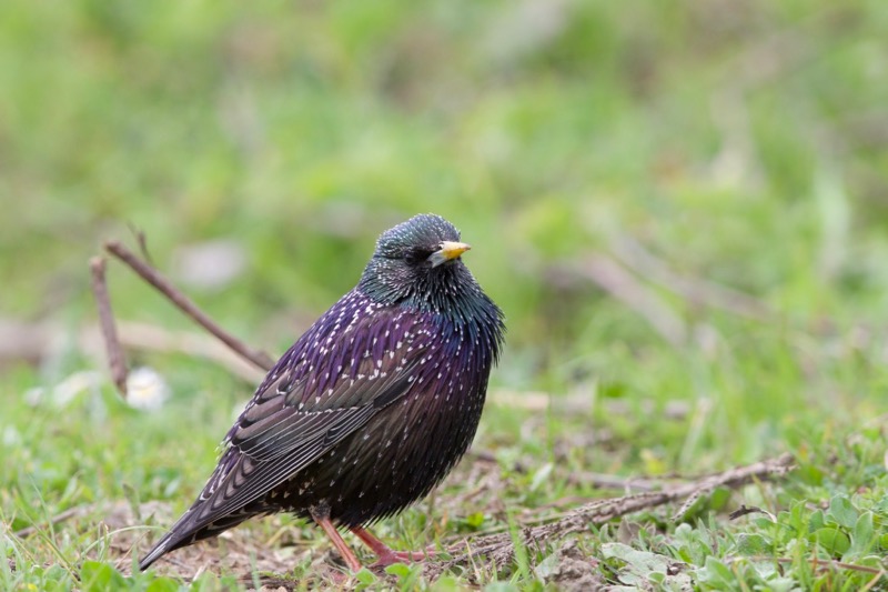 Common Starling