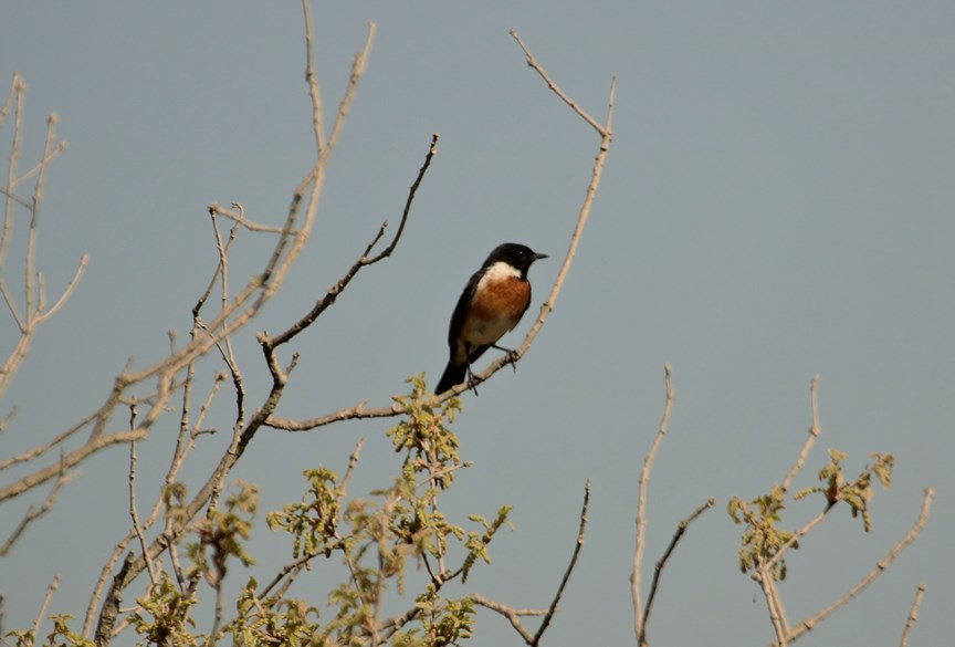 European Stonechat