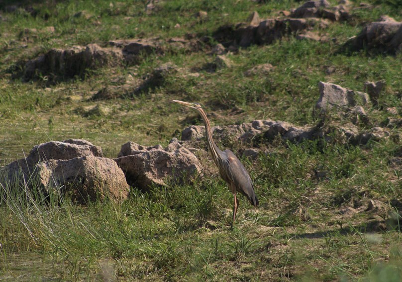 Purple Heron