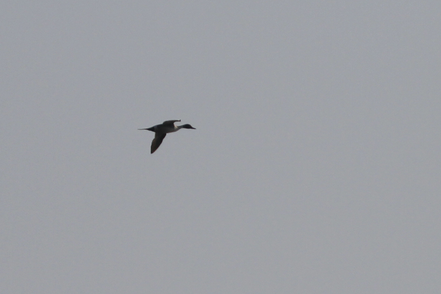Northern Pintail