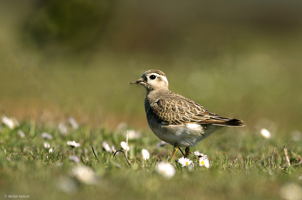 Eurasian Dotterel