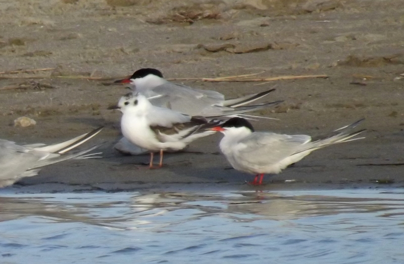 Little Gull