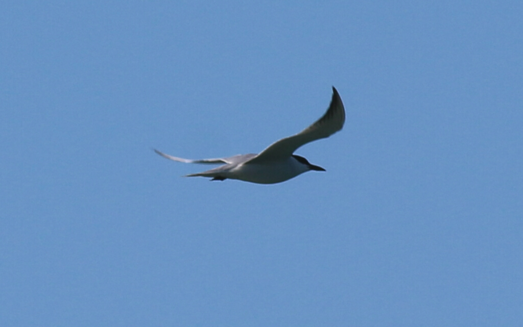 Gull-billed Tern