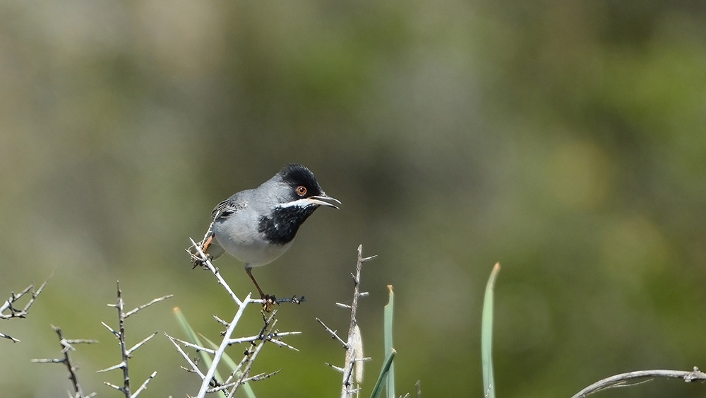 Rüppell`s Warbler