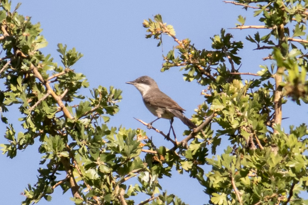 Eastern Orphean Warbler