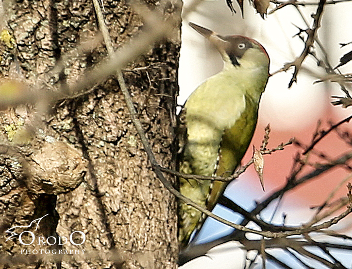 European Green Woodpecker