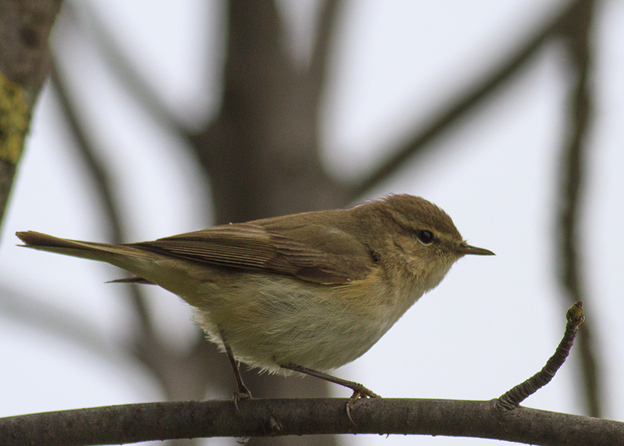 Common Chiffchaff
