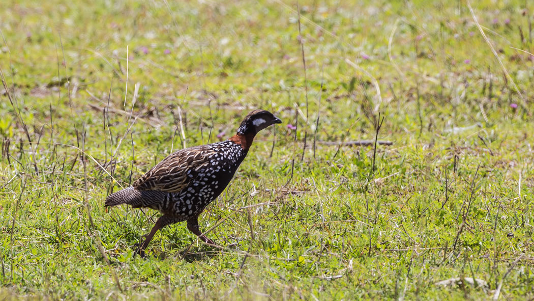 Black Francolin