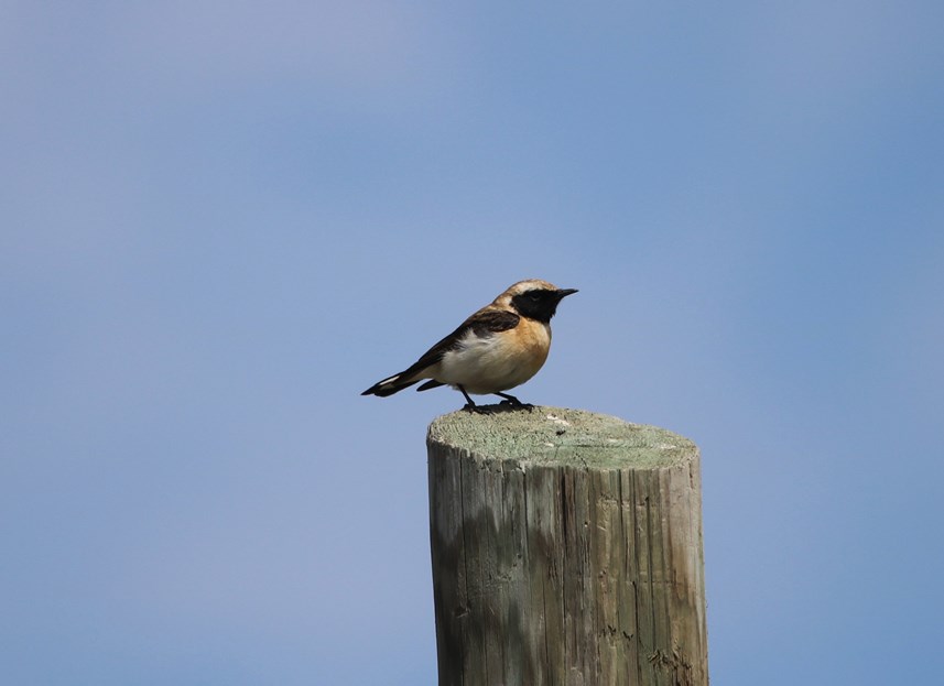 Black-eared Wheatear