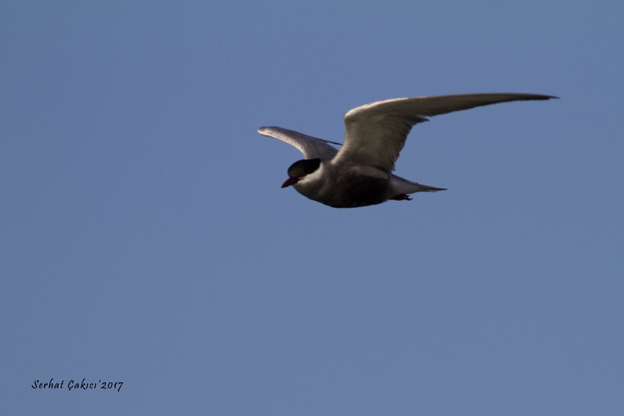 Whiskered Tern