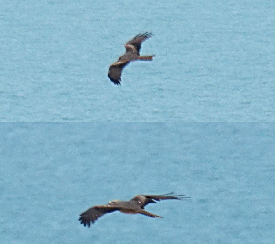 Black Kite