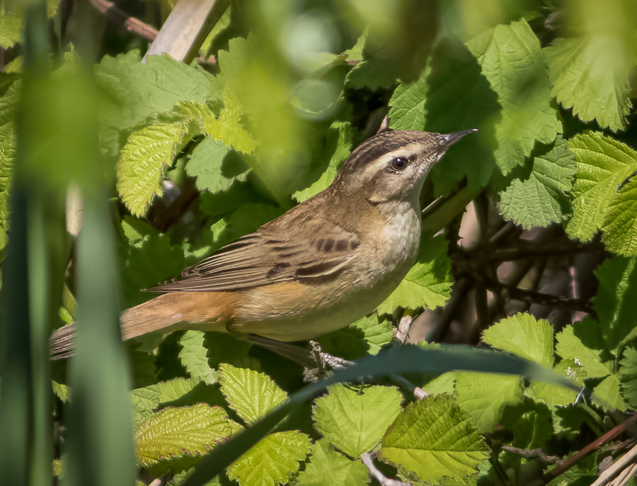 Sedge Warbler