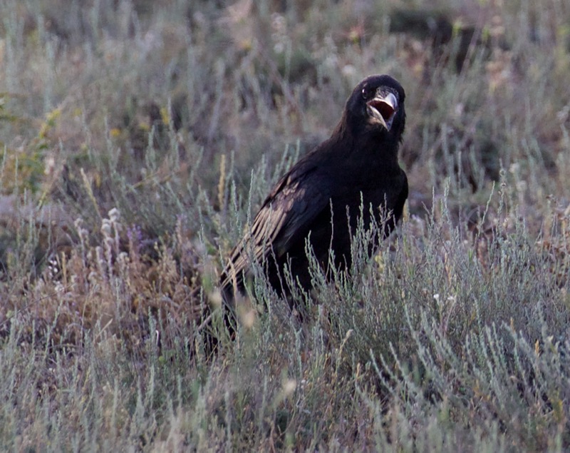 Northern Raven