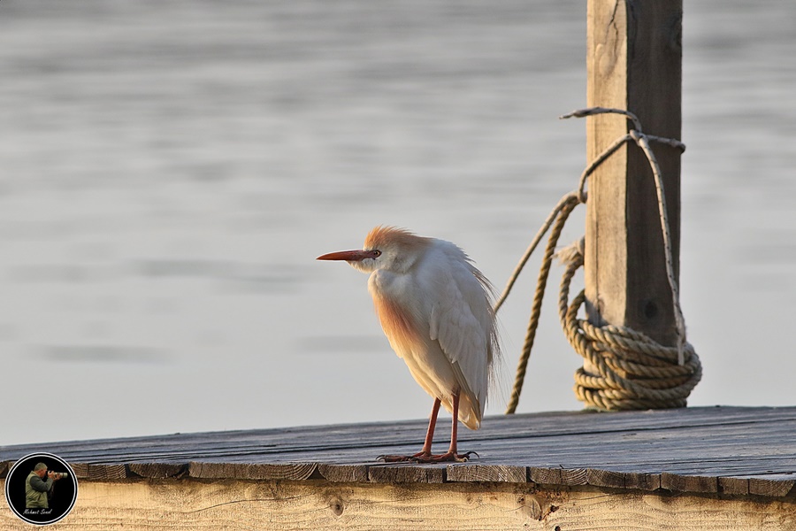 Western Cattle Egret