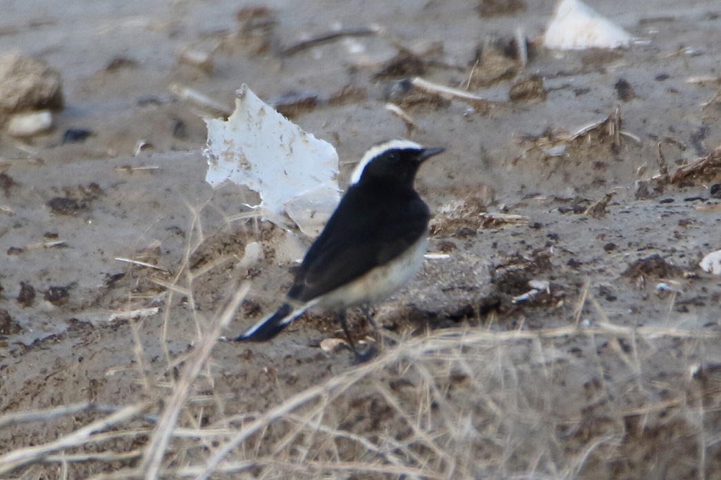 Pied Wheatear