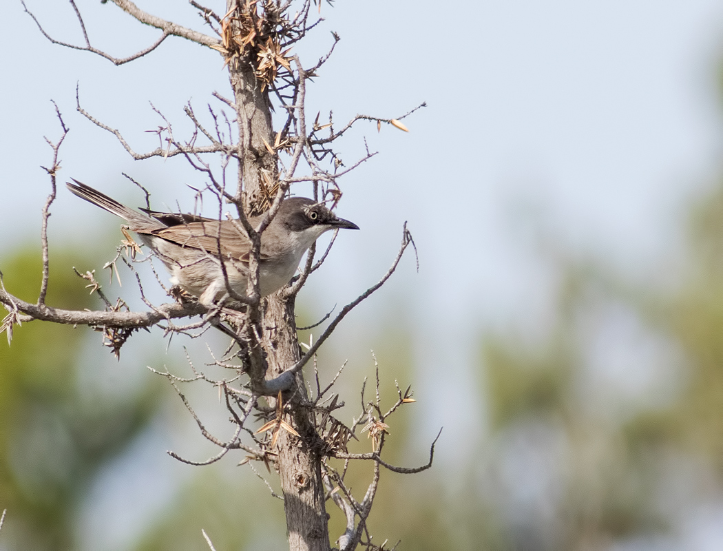 Eastern Orphean Warbler
