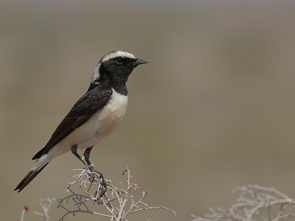 Cyprus Wheatear