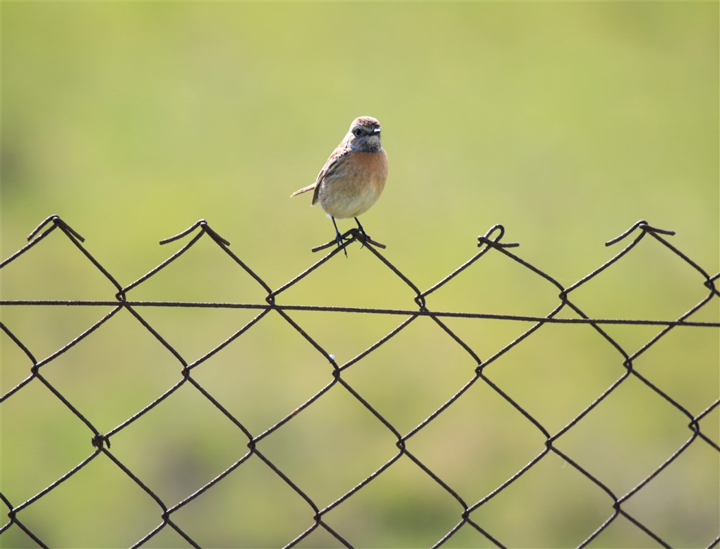 European Stonechat