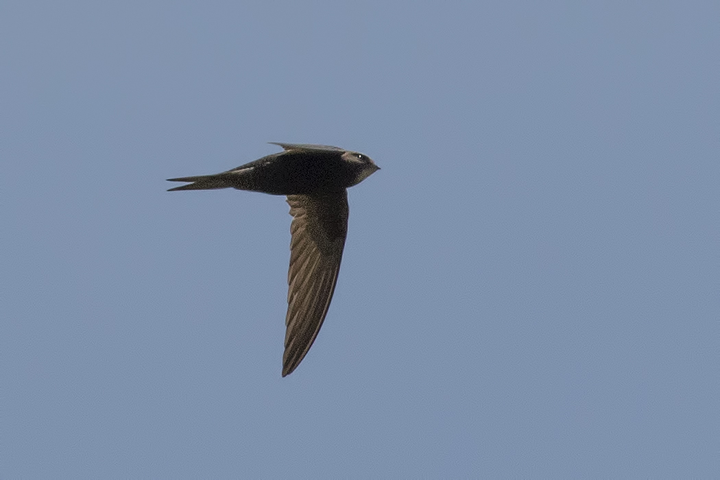 Common Swift