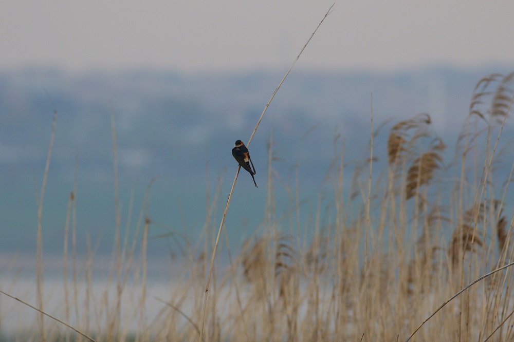 Red-rumped Swallow