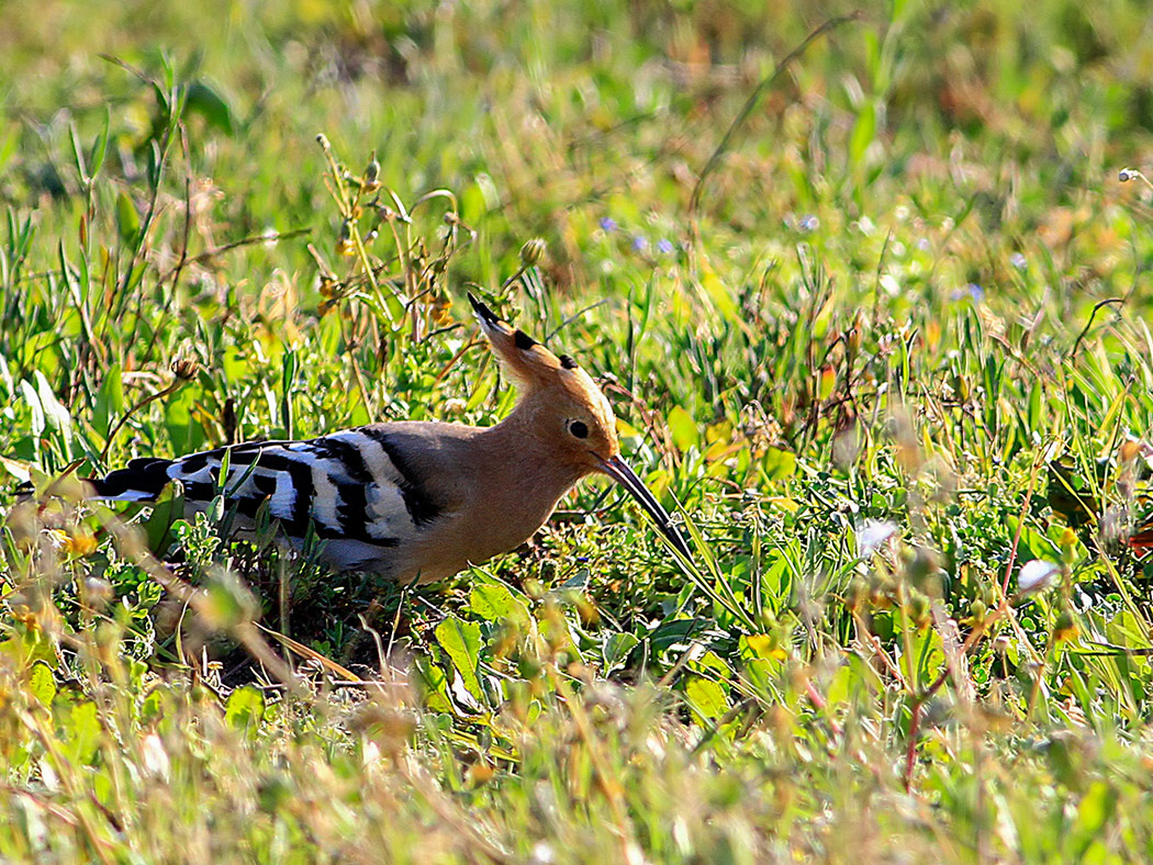 Eurasian Hoopoe