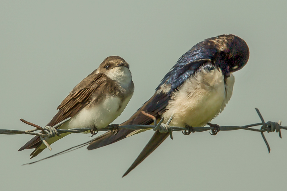 Sand Martin