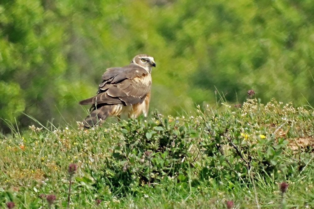Pallid Harrier