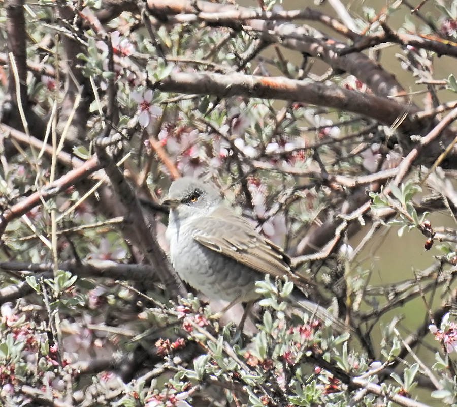 Barred Warbler