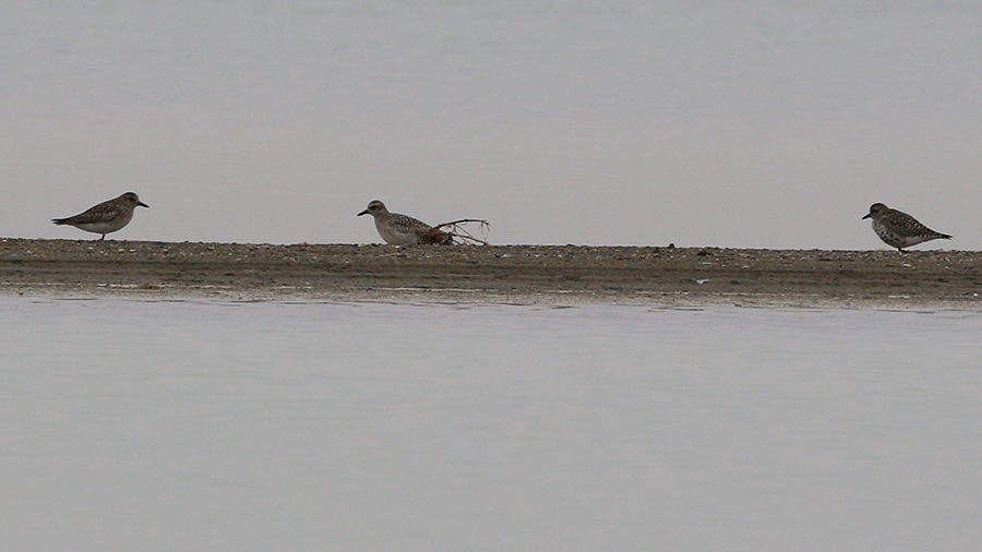 European Golden Plover