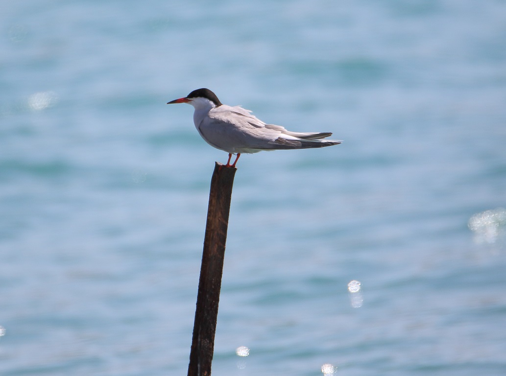 Common Tern